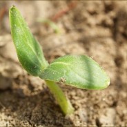 Tiny Seed