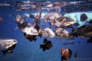 I'm a Little Fish - an Ocean song