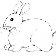 Do the Bunny Pokey!